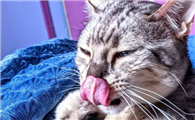猫咪老舔眉毛是为什么