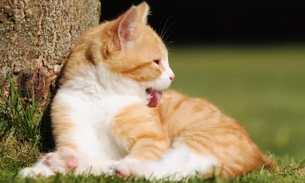 猫咪为什么无故舔毛