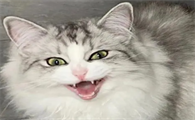 猫咪长毛为什么要凶人一下