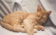 猫咪为什么在身上睡不着呢