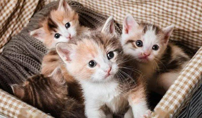 猫咪为什么讨厌猫仔呢