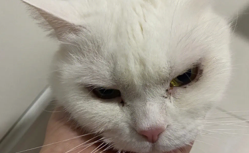 猫咪眼屎发黄的原因 猫咪眼屎发黄的原因