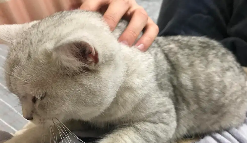 为什么我家的猫咪怕人 为什么我家的猫咪怕人