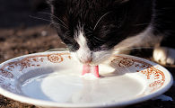 猫咪喝奶为什么舔碗