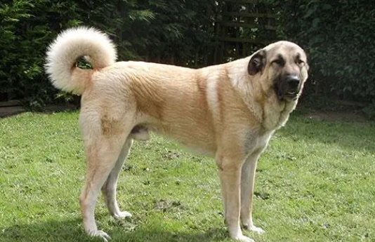 怎么训练安纳托利亚牧羊犬听话?该怎么做? 怎么训练安纳托利亚牧羊犬听话?该怎么做?