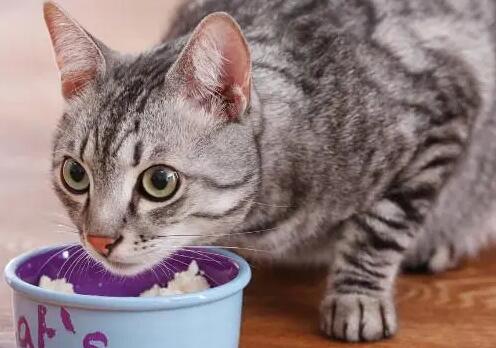 猫咪能不吃肉吗为什么呢
