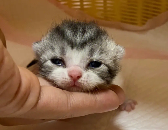小猫睁眼越早越强壮吗