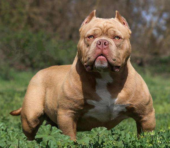 美国恶霸犬好养吗？这里可以为你解答