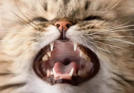 猫咪嘴巴张开是什么意思