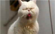 猫咪肚子一直叫还想吐怎么回事