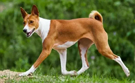 养宠小知识:巴仙吉犬耳朵清洁方法