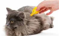 猫舍怎么除跳蚤