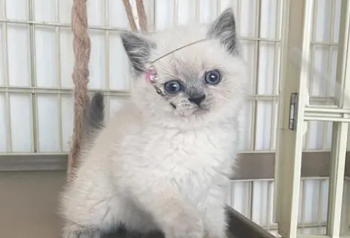 重点色短毛猫咬人怎么办?本文给你支招 重点色短毛猫咬人怎么办?本文给你支招