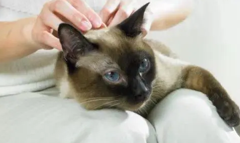 为什么挠猫咪脊背很生气呢