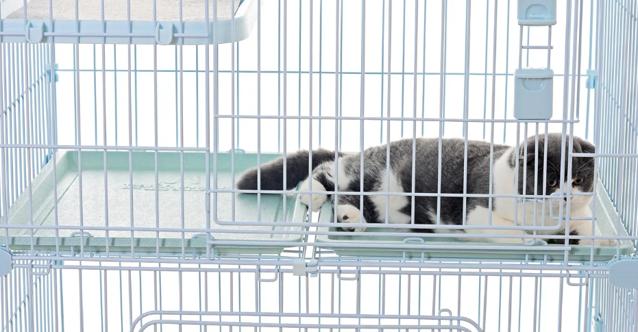 猫咪总在笼子里面叫为什么