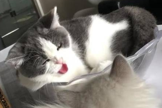 英短猫打喷嚏被布偶猫盯着生气了，转过头不理它还打人