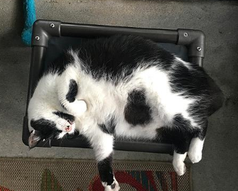 猫咪死了为什么不能埋葬呢 猫咪死了为什么不能埋葬呢