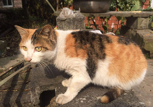 见过最独立的小猫