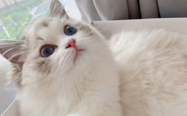 猫舍可以卖猫吗 猫舍可以卖猫吗
