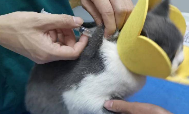 瑞普生物:猫三联有望早于预期上市 国内宠物动保行业进入收获期 瑞普生物:猫三联有望早于预期上市 国内宠物动保行业进入收获期