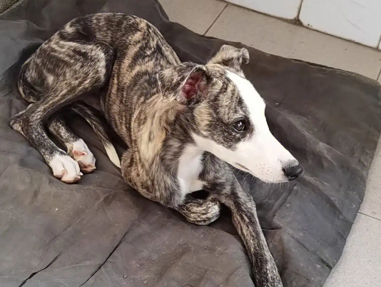 惠比特犬特点是什么?快来认识一下 惠比特犬特点是什么?快来认识一下