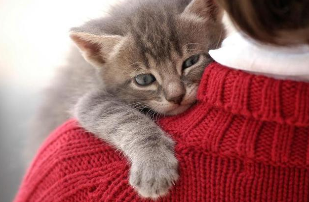 为什么有些猫咪喜欢亲人抱 为什么有些猫咪喜欢亲人抱