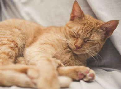 猫咪晚上为什么不爱睡觉的原因 猫咪晚上为什么不爱睡觉的原因
