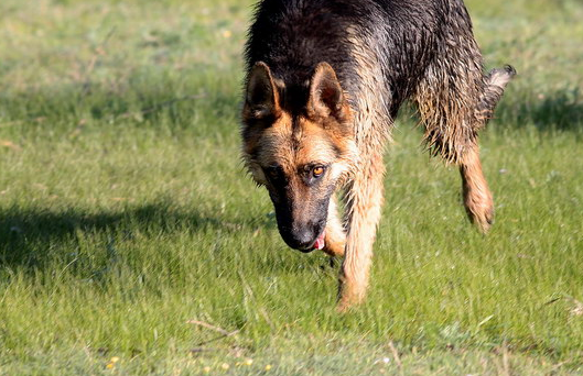 德国牧羊犬怎么训练叼东西?其实很简单 德国牧羊犬怎么训练叼东西?其实很简单