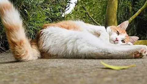猫咪为什么会扫后腿呢
