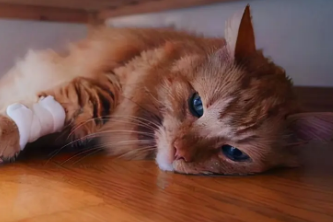 猫得了什么病会死 猫得了什么病会死