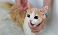 猫咪白天可以洗澡吗为什么