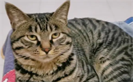 狸花猫千万不能养为什么