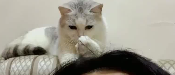 猫咪为什么会闻头发味道的原因