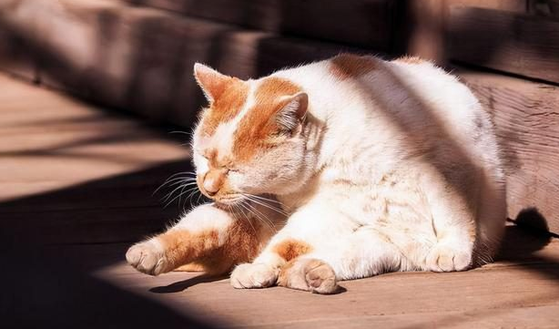 猫咪为什么不怕阳光直射