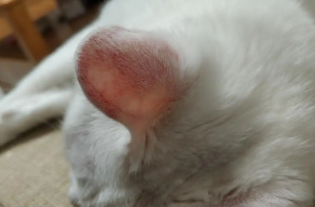 猫的耳朵红是什么原因