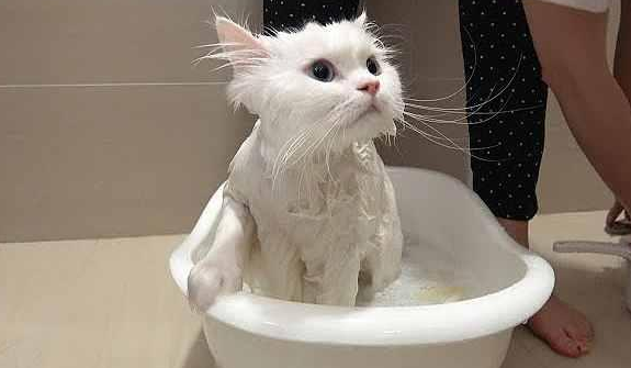 猫咪很怕洗澡的地方怎么回事