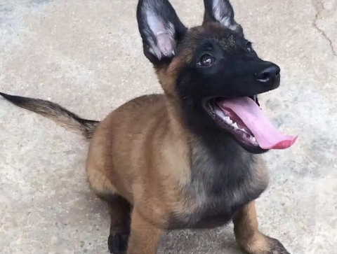 马犬怎样喂养才能强壮?喂养方法如下。 马犬怎样喂养才能强壮?喂养方法如下。