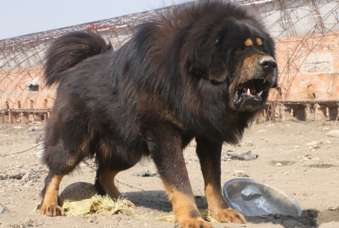 藏獒犬发情次数,你知道吗? 藏獒犬发情次数,你知道吗?