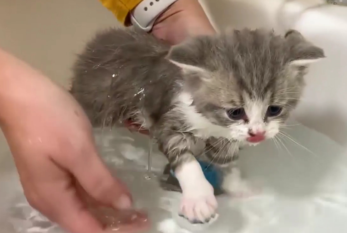 为什么不建议猫咪频繁洗澡呢