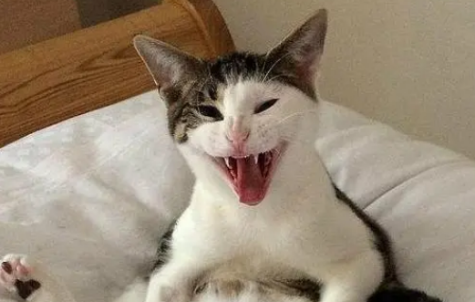 如何阻止公猫半夜嚎叫