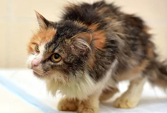 猫几岁容易生病