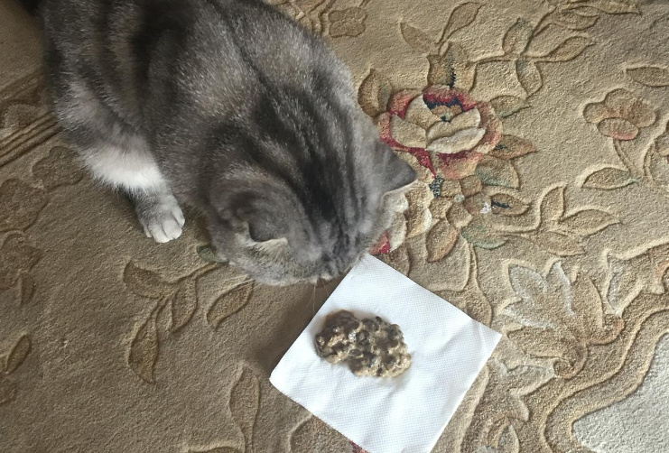 猫咪吃猫咪爱为什么吐了 猫咪吃猫咪爱为什么吐了