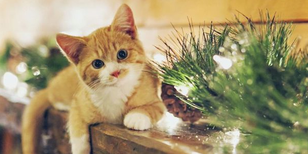 学生党可以养猫吗