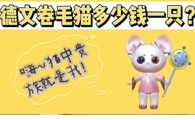 被称为猫中贵族的德文卷毛猫多少钱一只?