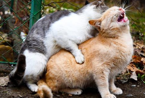 猫咪配种是怎么样的 猫咪配种是怎么样的