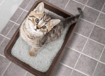 猫咪会尿结石的原因