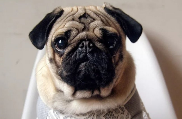 巴哥犬生气会咬主人吗？什么情况它会咬？