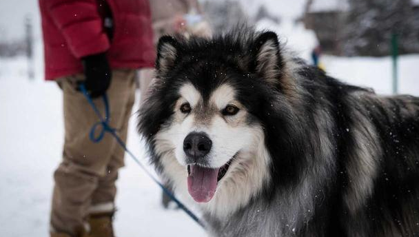 新手怎么养阿拉斯加犬？很好上手的
