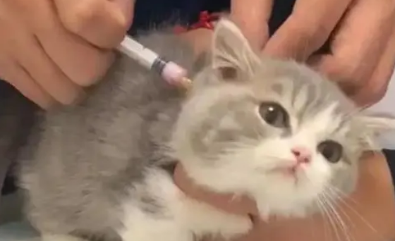 猫三联是疫苗项目,妙三多是疫苗品牌,可不是一回事! 猫三联是疫苗项目,妙三多是疫苗品牌,可不是一回事!
