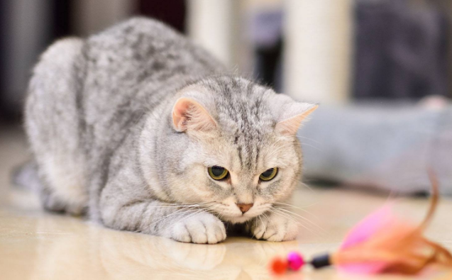 在家能不能养猫为什么 在家能不能养猫为什么